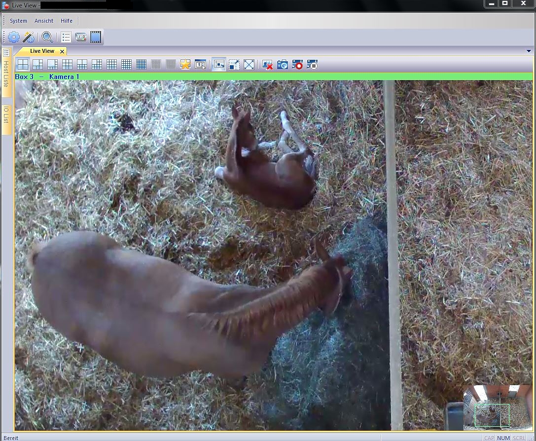 Stallkamera-Pferde-mit-Fohlen-2017